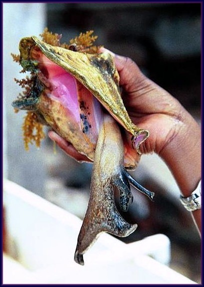 dead conch