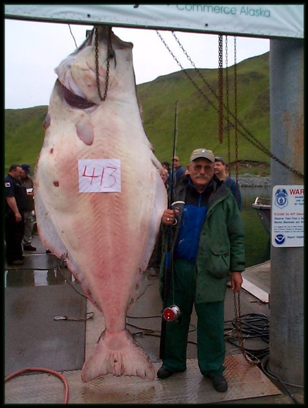 dead halibut