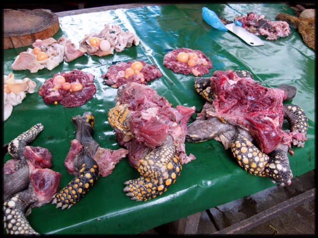 turtle meat