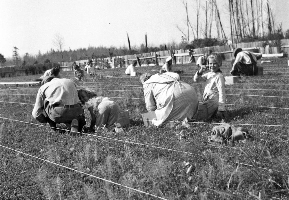 Picking cranberries, 1938