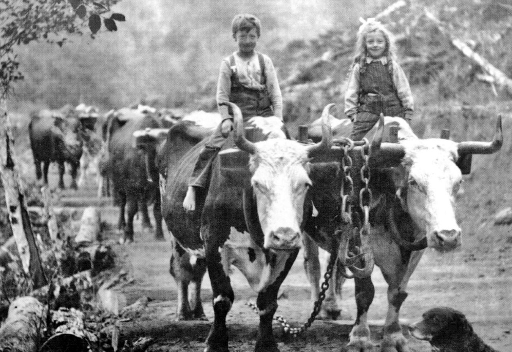 Oxen team, 1902
