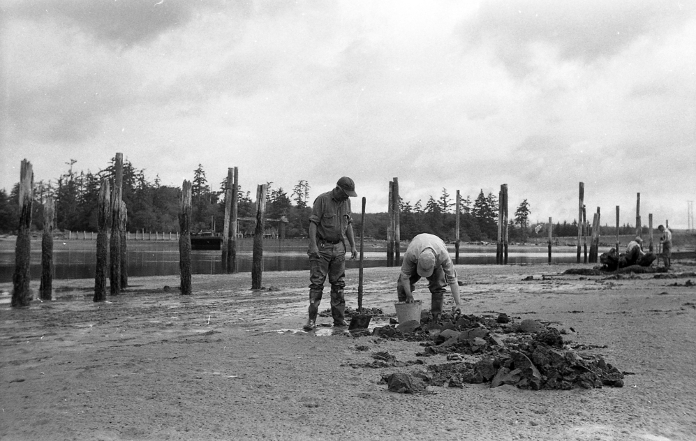 Digging clams, 1962