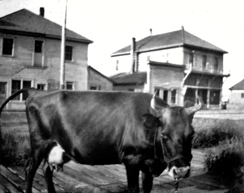 Chasing cows, 1926
