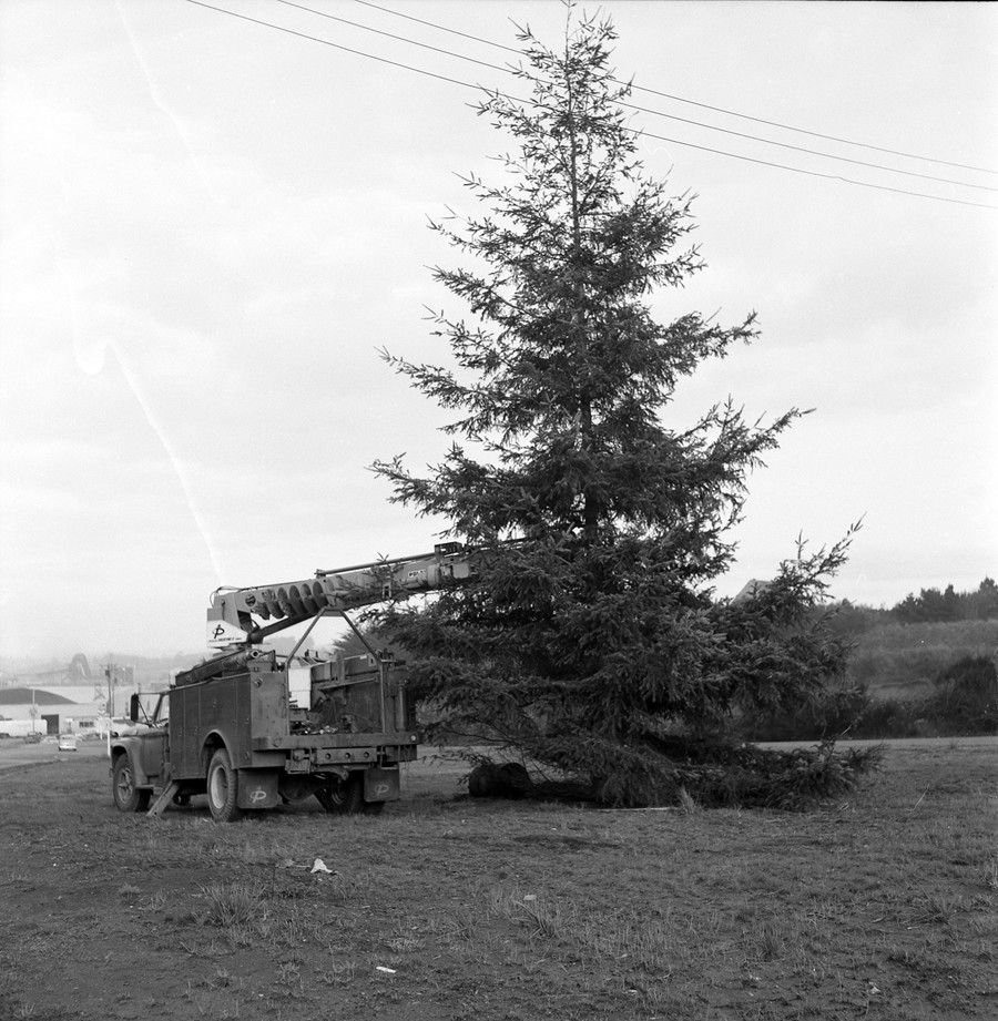 Erecting the community Christmas tree