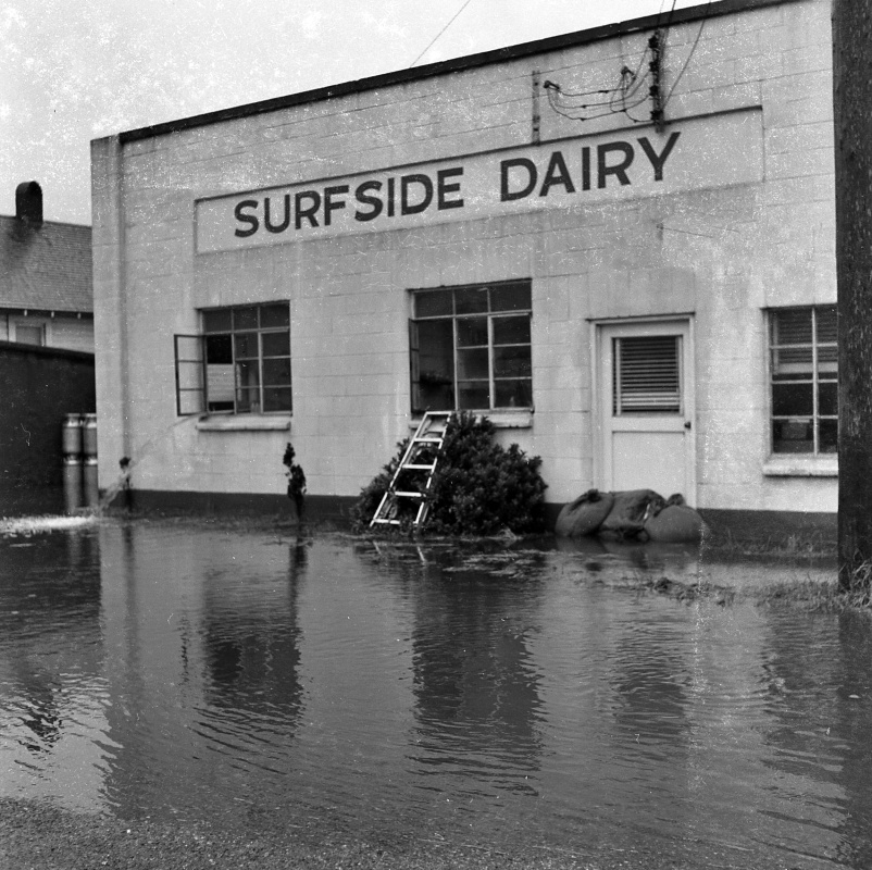 Surfside Dairy, flooded