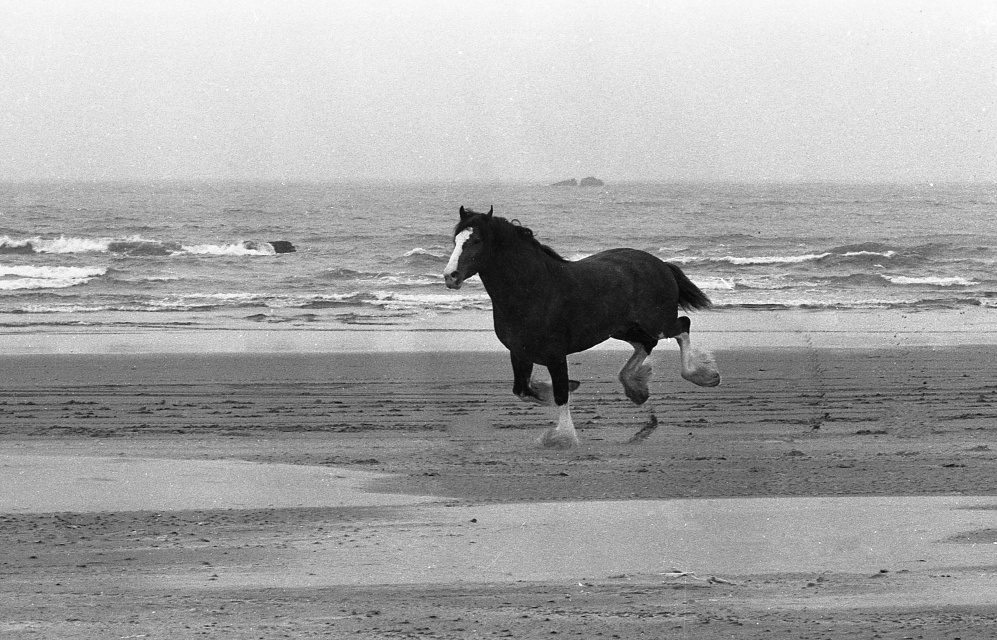 Clydesdale horse running on the Bandon beach, 1982