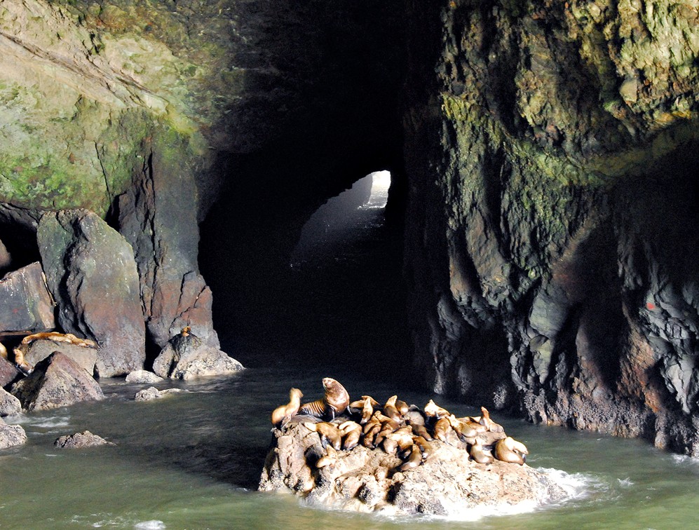 sea lions in cave